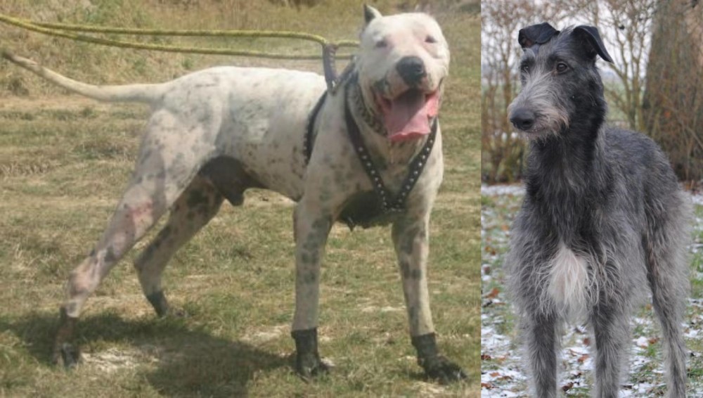 Scottish Deerhound vs Gull Dong - Breed Comparison