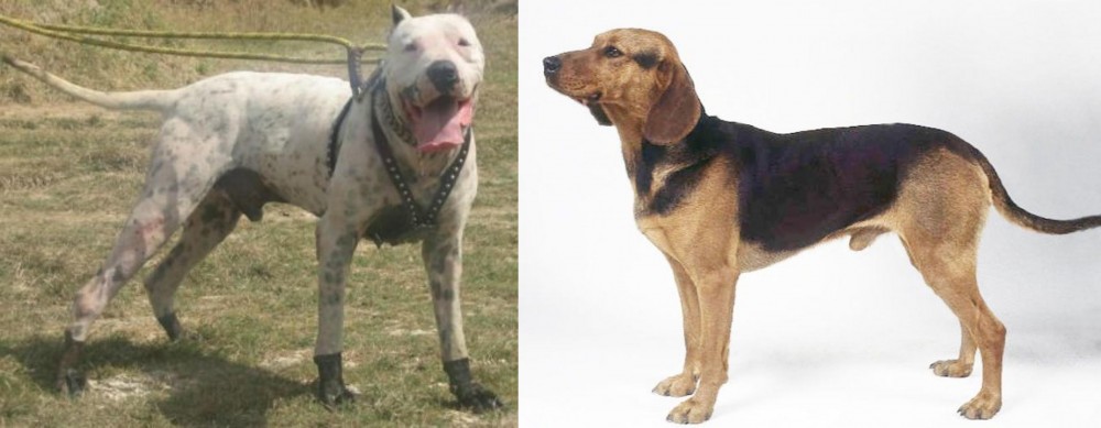 Serbian Hound vs Gull Dong - Breed Comparison