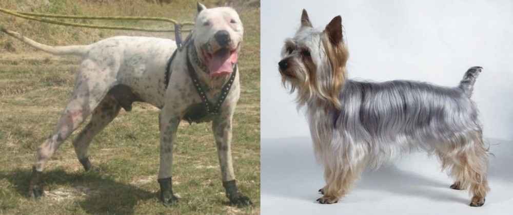 Silky Terrier vs Gull Dong - Breed Comparison