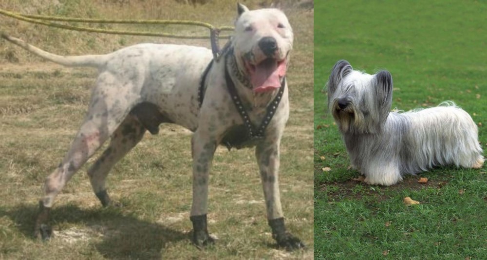Skye Terrier vs Gull Dong - Breed Comparison