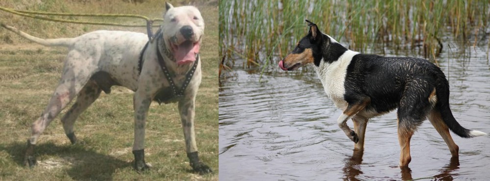 Smooth Collie vs Gull Dong - Breed Comparison