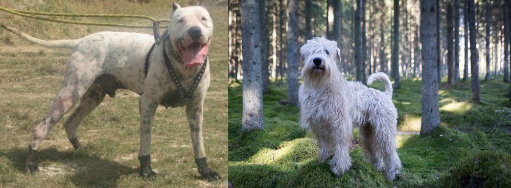 Soft-Coated Wheaten Terrier vs Gull Dong - Breed Comparison