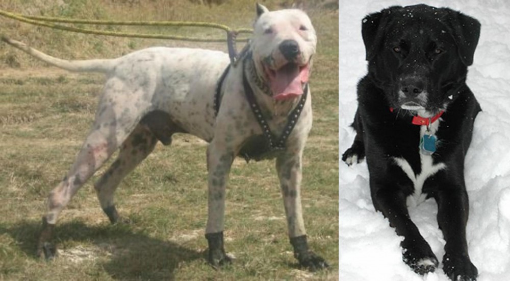 St. John's Water Dog vs Gull Dong - Breed Comparison