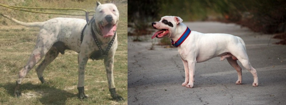 Staffordshire Bull Terrier vs Gull Dong - Breed Comparison