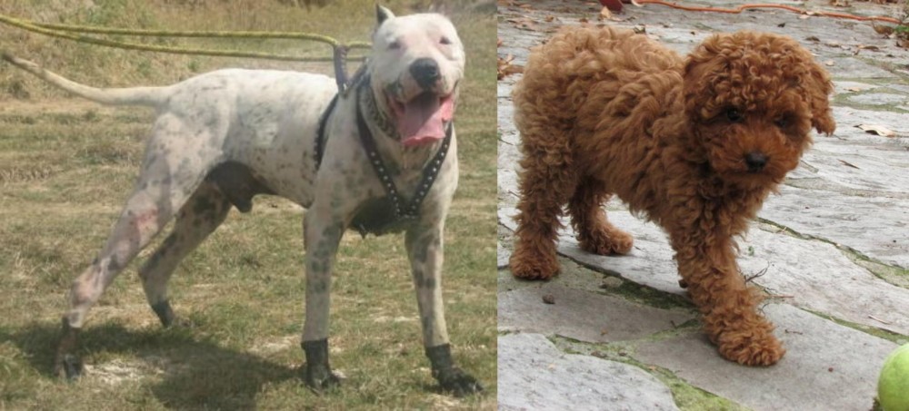 Toy Poodle vs Gull Dong - Breed Comparison