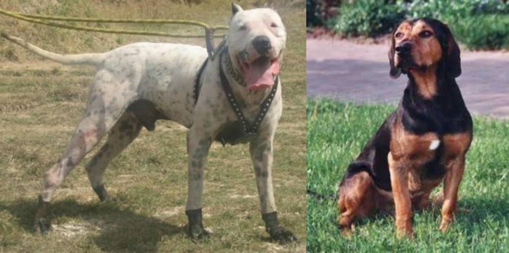 Tyrolean Hound vs Gull Dong - Breed Comparison