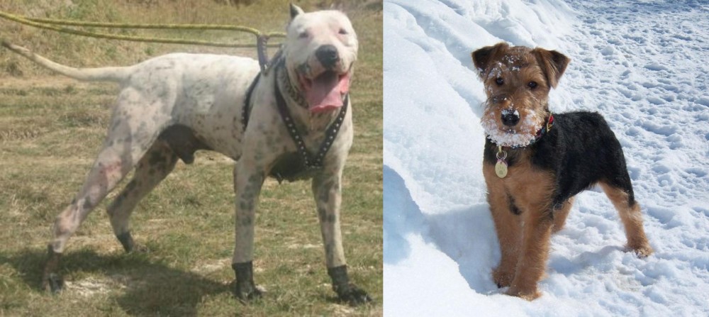 Welsh Terrier vs Gull Dong - Breed Comparison