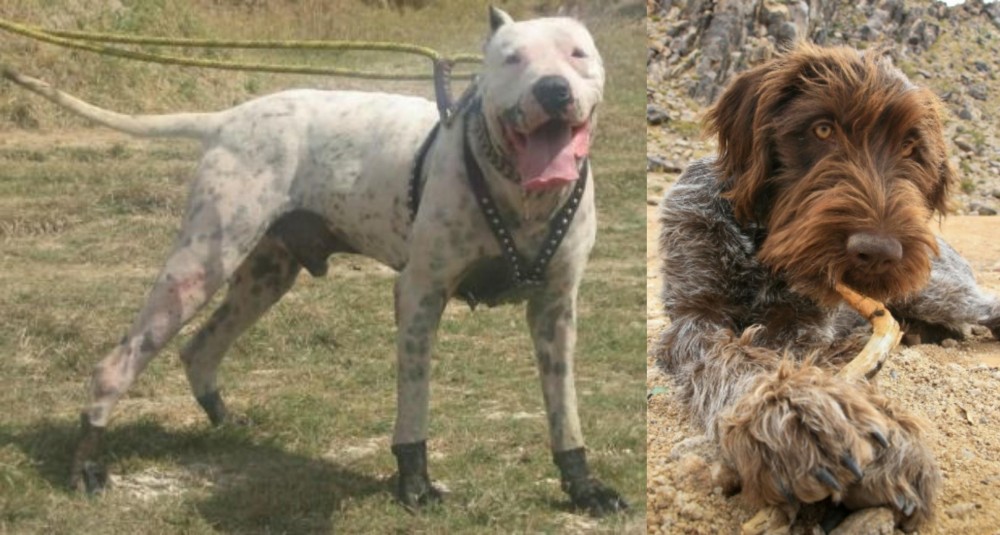 Wirehaired Pointing Griffon vs Gull Dong - Breed Comparison