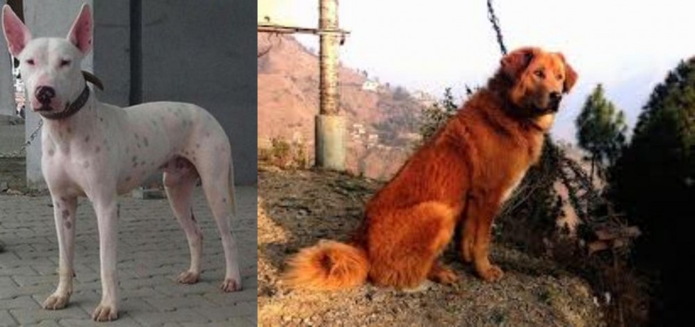Himalayan Sheepdog vs Gull Terr - Breed Comparison
