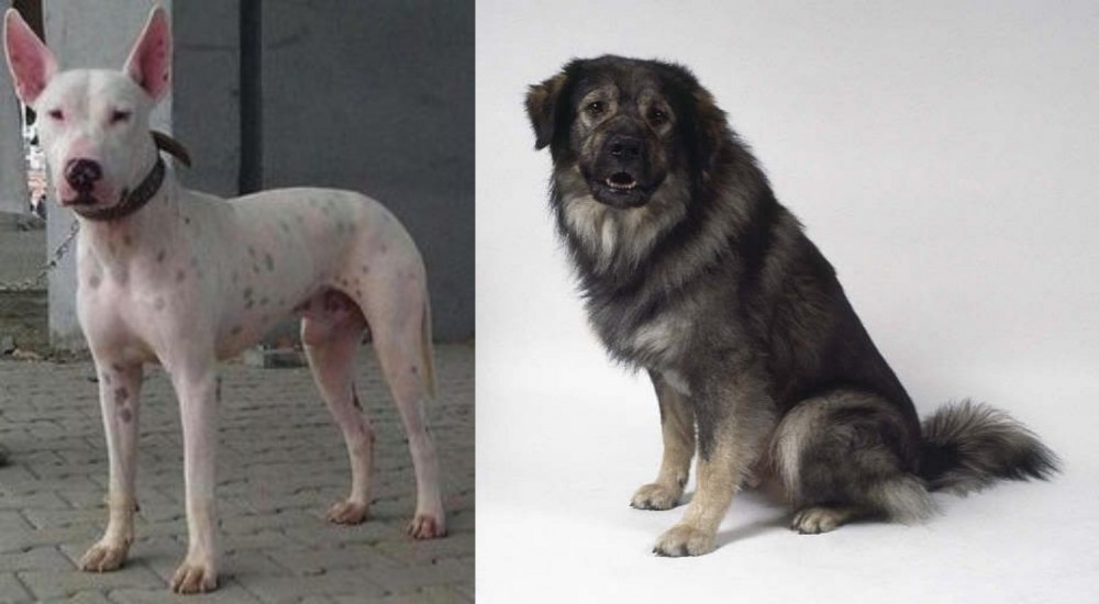 Istrian Sheepdog vs Gull Terr - Breed Comparison