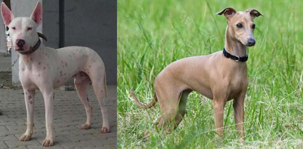 Italian Greyhound vs Gull Terr - Breed Comparison