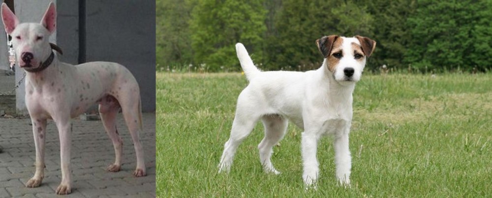 Jack Russell Terrier vs Gull Terr - Breed Comparison