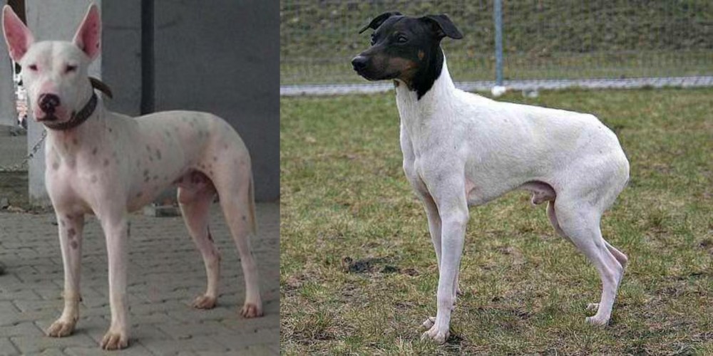 Japanese Terrier vs Gull Terr - Breed Comparison