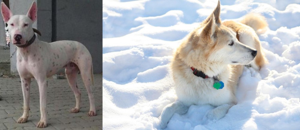 Labrador Husky vs Gull Terr - Breed Comparison
