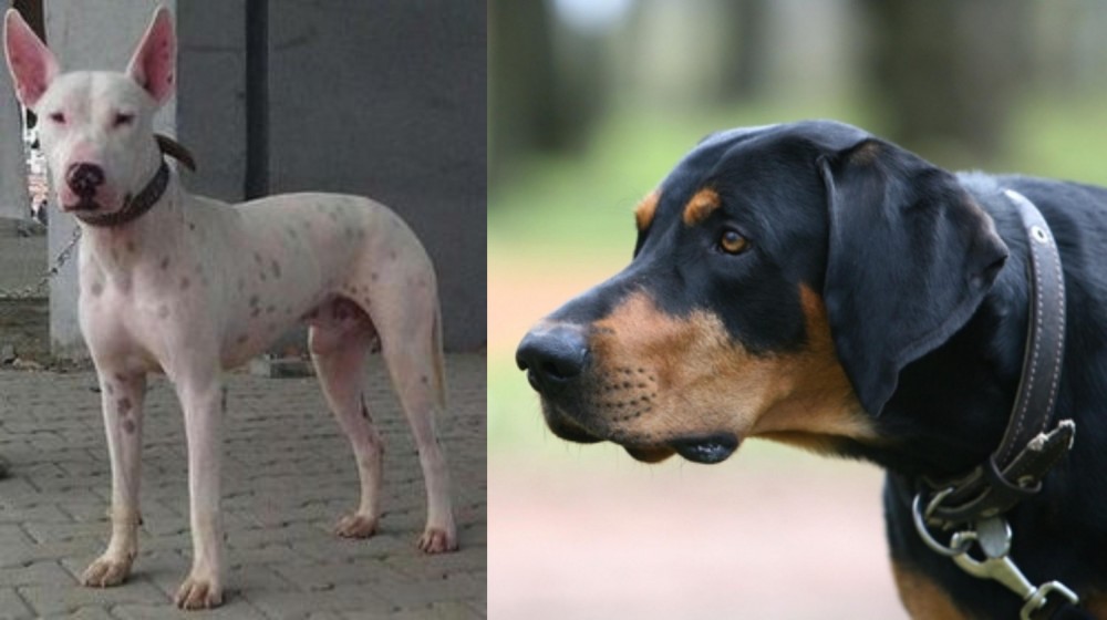 Lithuanian Hound vs Gull Terr - Breed Comparison