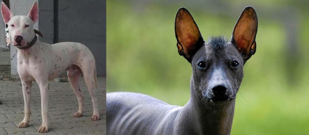Mexican Hairless vs Gull Terr - Breed Comparison