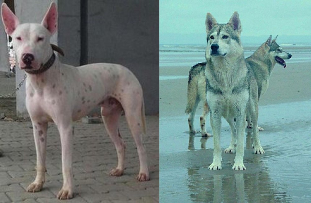 Northern Inuit Dog vs Gull Terr - Breed Comparison