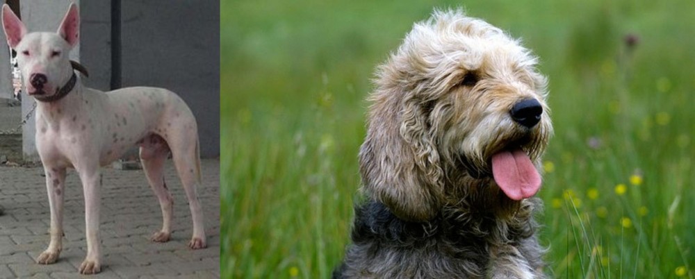 Otterhound vs Gull Terr - Breed Comparison