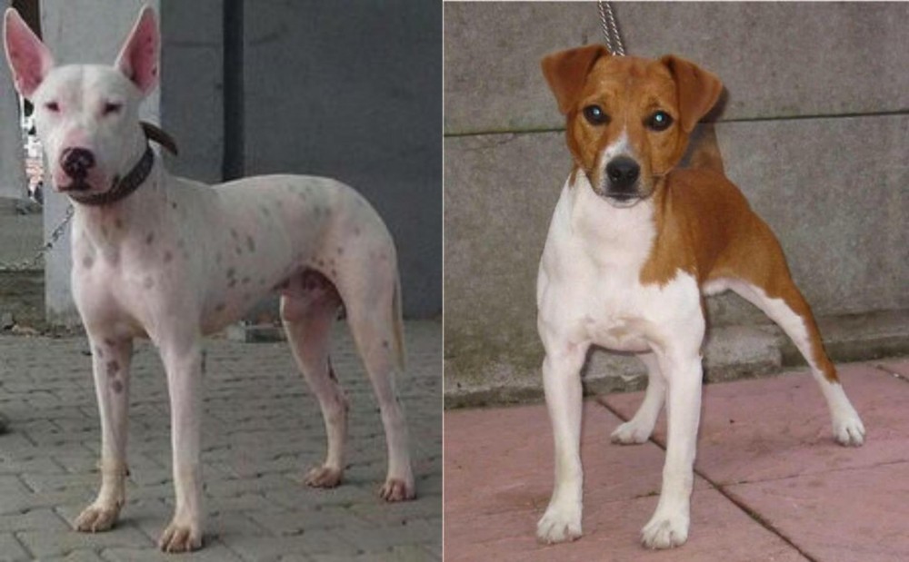 Plummer Terrier vs Gull Terr - Breed Comparison