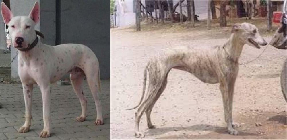 Rampur Greyhound vs Gull Terr - Breed Comparison