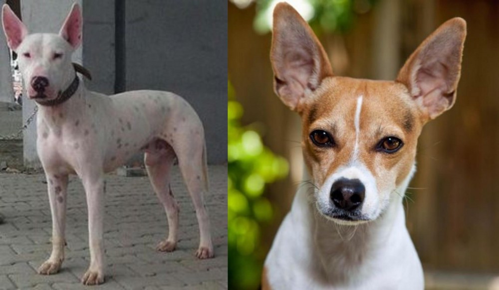 Rat Terrier vs Gull Terr - Breed Comparison