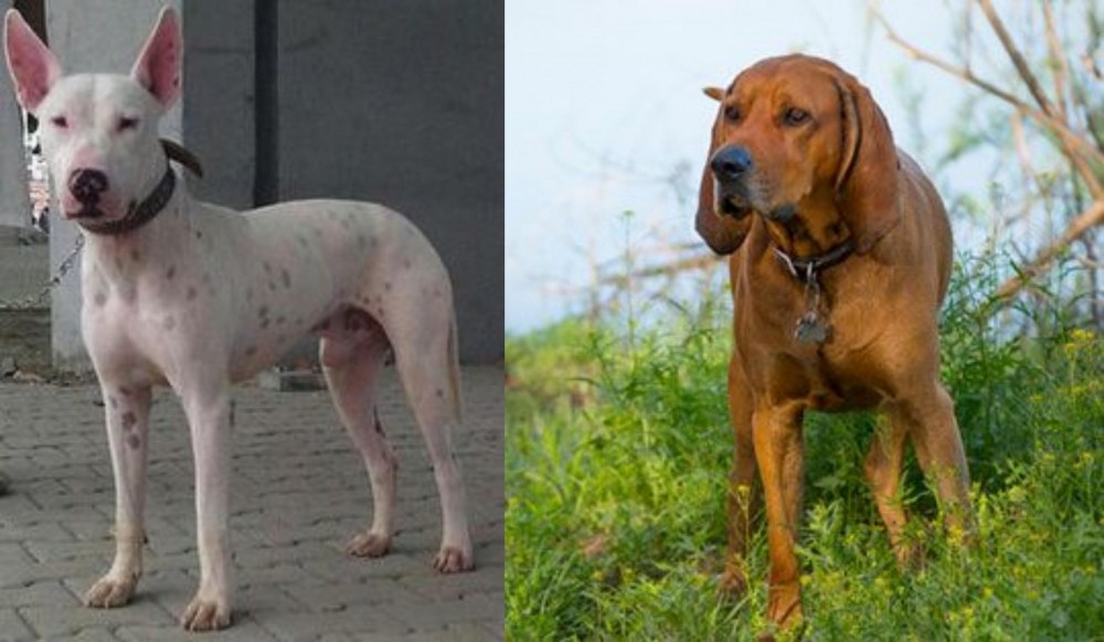 Redbone Coonhound vs Gull Terr - Breed Comparison