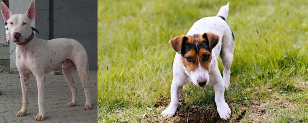 Russell Terrier vs Gull Terr - Breed Comparison