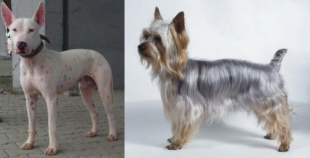 Silky Terrier vs Gull Terr - Breed Comparison