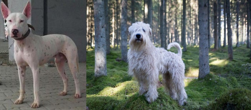 Soft-Coated Wheaten Terrier vs Gull Terr - Breed Comparison
