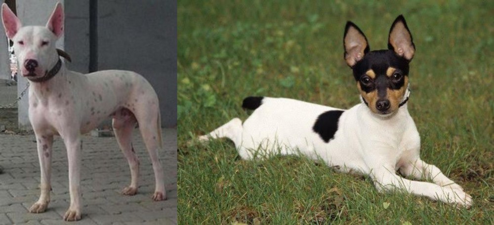 Toy Fox Terrier vs Gull Terr - Breed Comparison