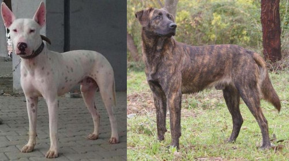 Treeing Tennessee Brindle vs Gull Terr - Breed Comparison