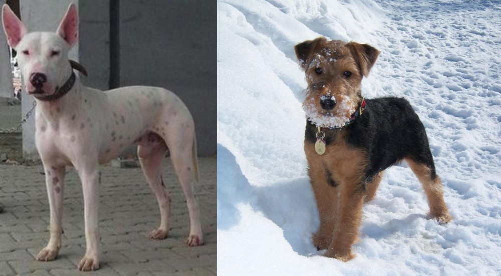 Welsh Terrier vs Gull Terr - Breed Comparison