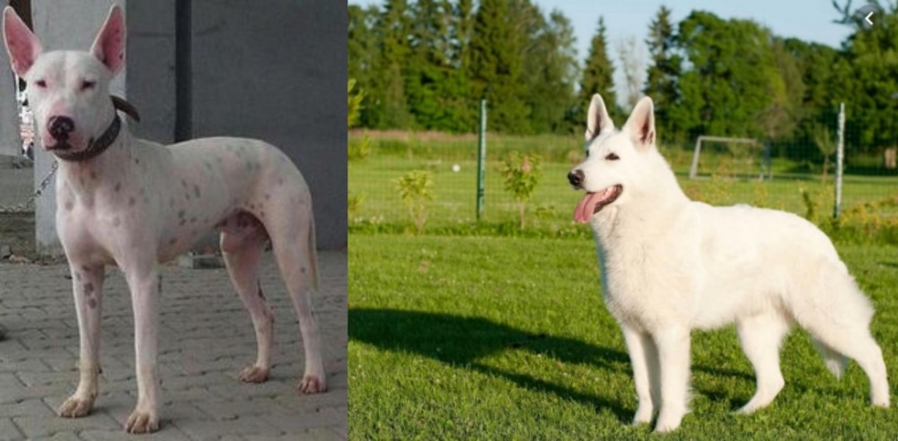 White Shepherd vs Gull Terr - Breed Comparison