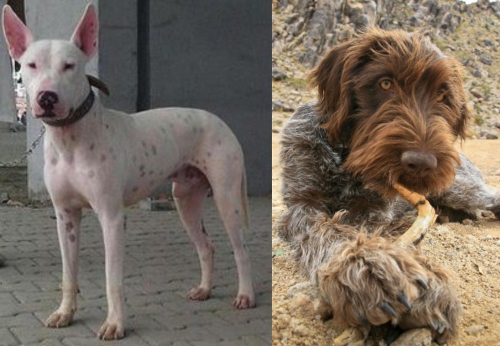 Wirehaired Pointing Griffon vs Gull Terr - Breed Comparison