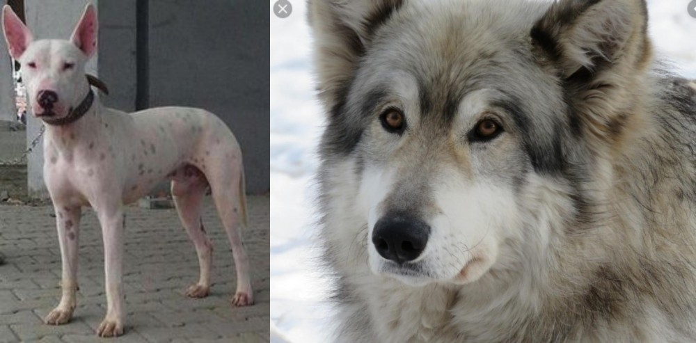 Wolfdog vs Gull Terr - Breed Comparison