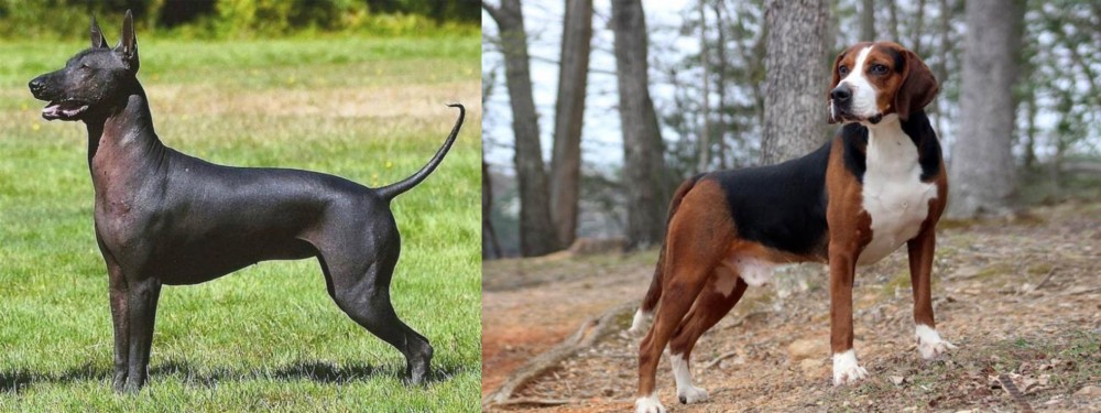 Hamiltonstovare vs Hairless Khala - Breed Comparison