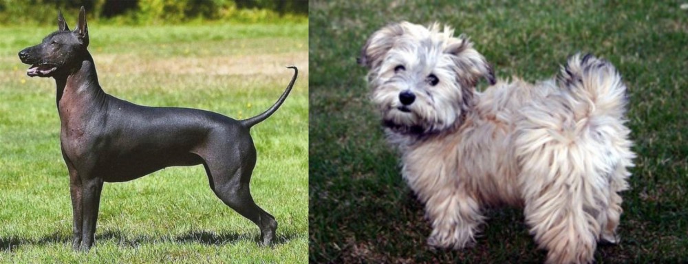 Havapoo vs Hairless Khala - Breed Comparison