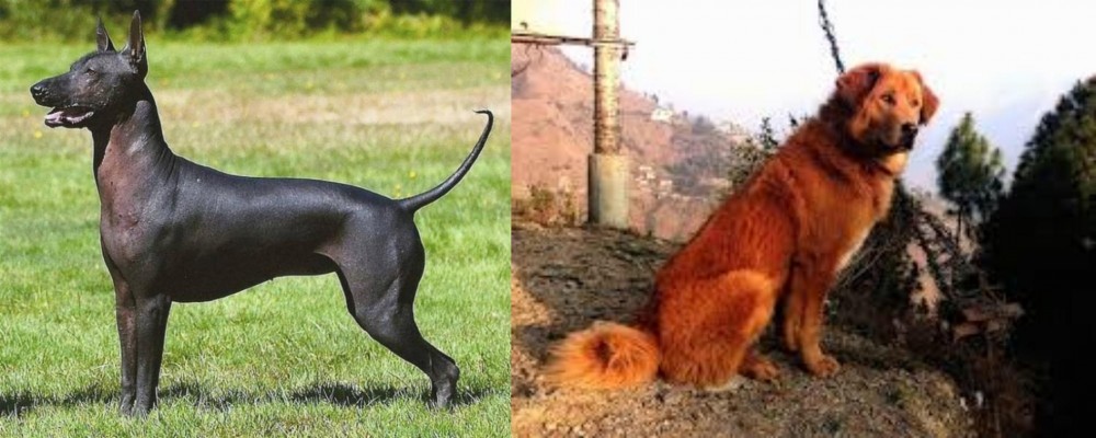 Himalayan Sheepdog vs Hairless Khala - Breed Comparison