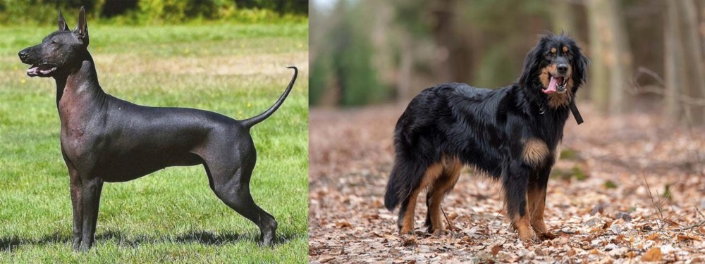 Hovawart vs Hairless Khala - Breed Comparison