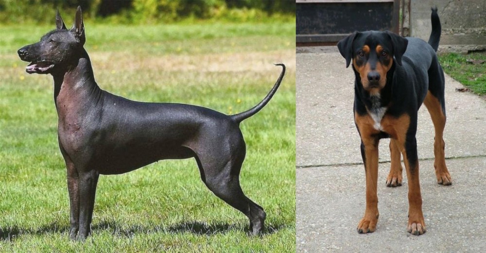 Hungarian Hound vs Hairless Khala - Breed Comparison