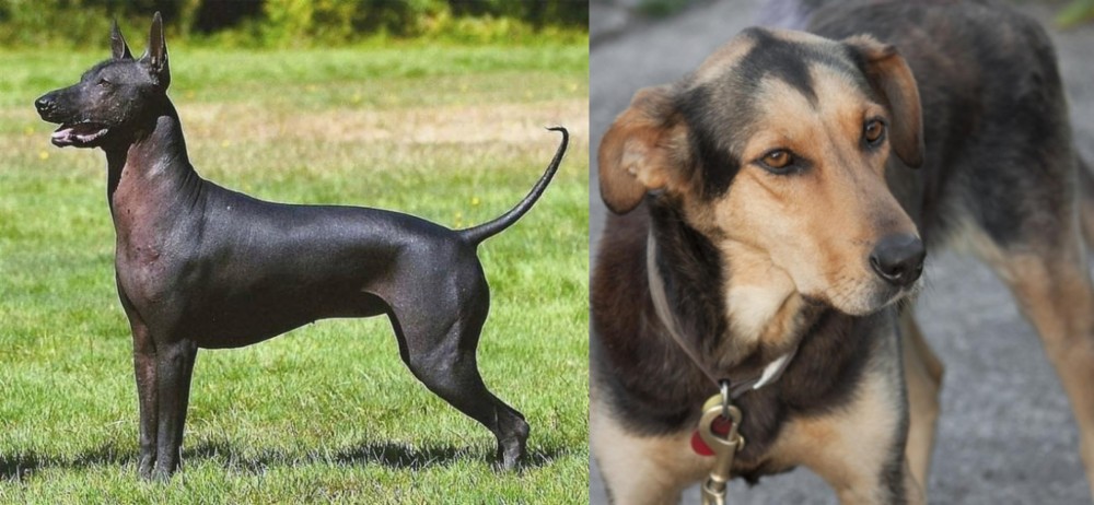 Huntaway vs Hairless Khala - Breed Comparison
