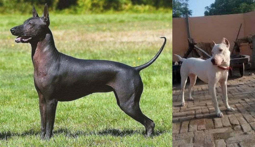 Indian Bull Terrier vs Hairless Khala - Breed Comparison