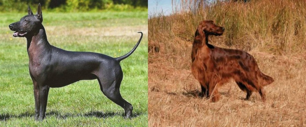 Irish Setter vs Hairless Khala - Breed Comparison