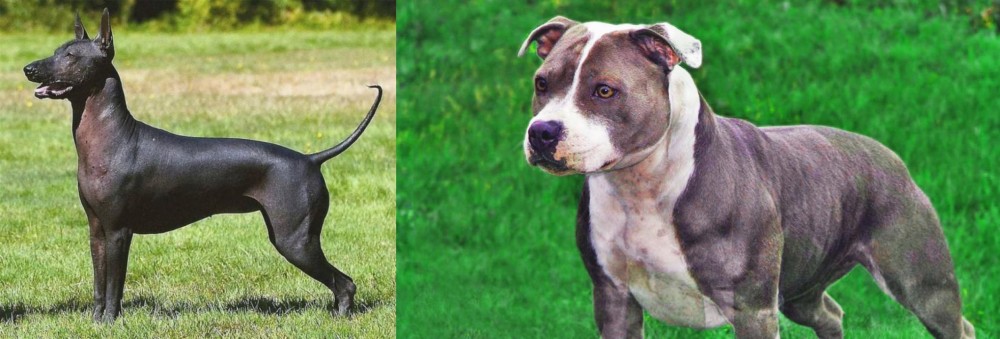 Irish Staffordshire Bull Terrier vs Hairless Khala - Breed Comparison