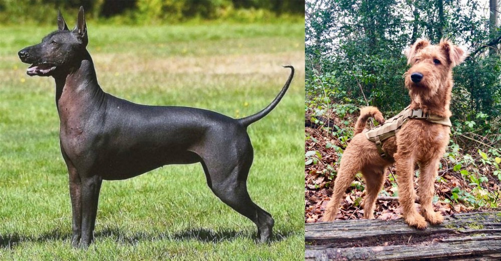 Irish Terrier vs Hairless Khala - Breed Comparison