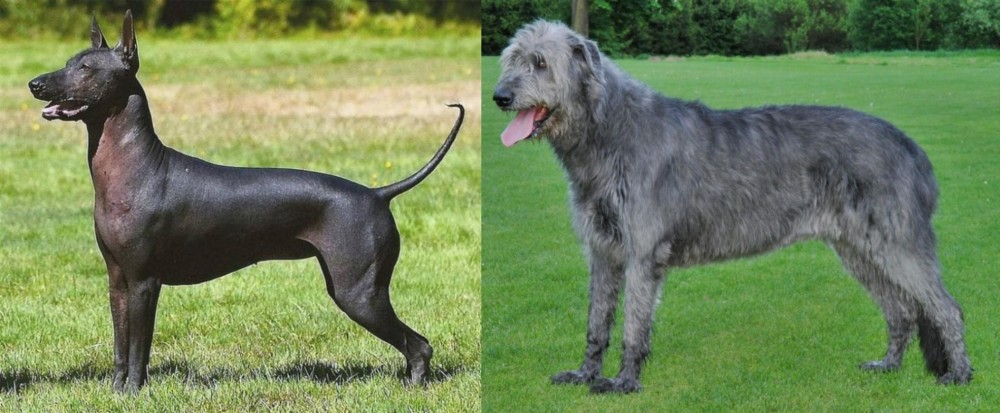 Irish Wolfhound vs Hairless Khala - Breed Comparison