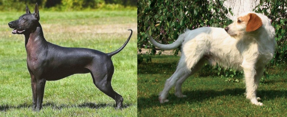 Istarski Ostrodlaki Gonic vs Hairless Khala - Breed Comparison