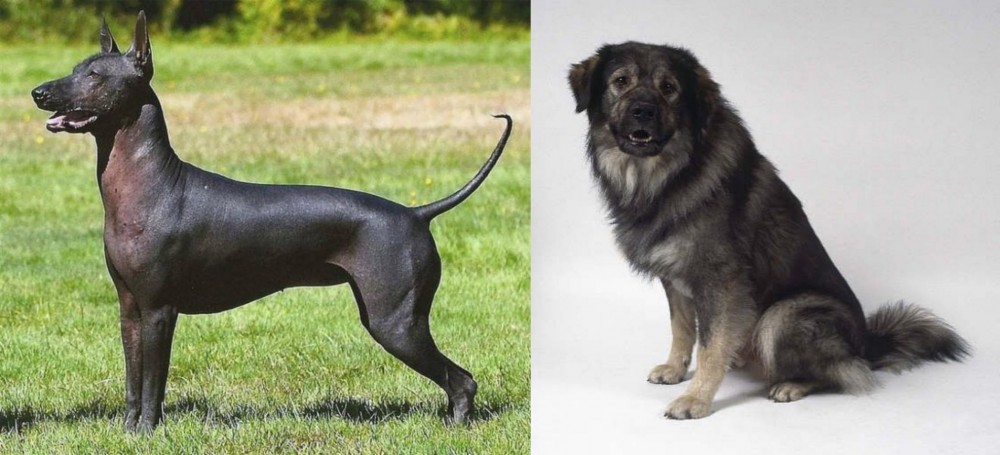 Istrian Sheepdog vs Hairless Khala - Breed Comparison