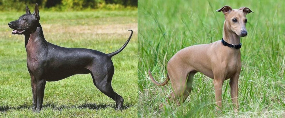Italian Greyhound vs Hairless Khala - Breed Comparison
