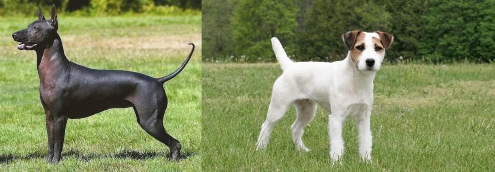 Jack Russell Terrier vs Hairless Khala - Breed Comparison